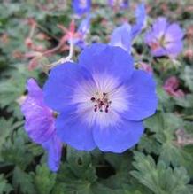 Geranium 'Azure Rush'