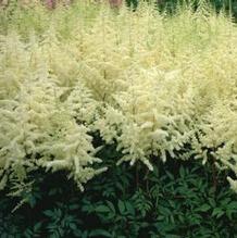 Astilbe 'Ellie'