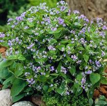Brunnera macrophylla Brunnera macrophylla