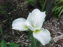 Iris s. 'Gull Wings' Iris s. 'Gull Wings'