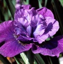 Iris s. 'Spindazzle' Iris s. 'Spindazzle'