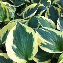 Hosta 'Anne' Hosta 'Anne'