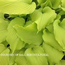 Hosta 'Dancing Queen' Hosta 'Dancing Queen'