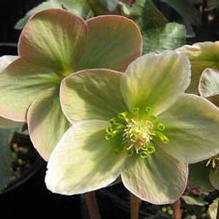Helleborus 'Ivory Prince' Helleborus 'Ivory Prince'