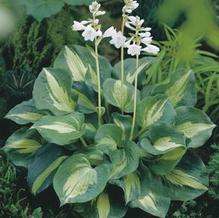 Hosta 'Dream Queen' Hosta 'Dream Queen'