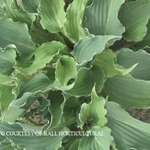 Hosta 'Restless Sea' Hosta 'Restless Sea'