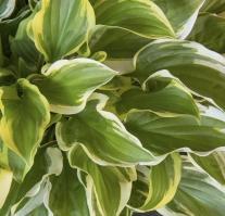 Hosta 'So Sweet' Hosta 'So Sweet'
