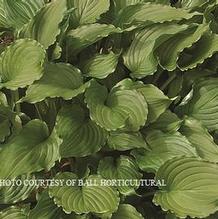 Hosta 'Stir Fry' Hosta 'Stir Fry'