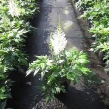 Astilbe 'Visions in White' Astilbe 'Visions in White'