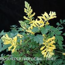 Corydalis 'Canary Feathers' Corydalis 'Canary Feathers'