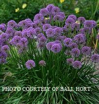 Allium 'Millenium'