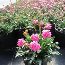 Armeria Dreameria® Daydream Armeria Dreameria® Daydream