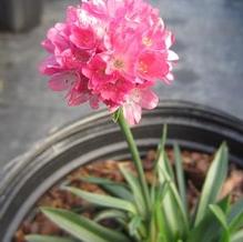 Armeria Dreameria® Dreamweaver Armeria Dreameria® Dreamweaver