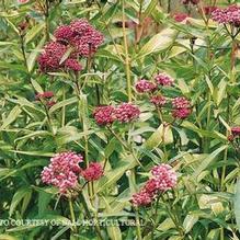 Asclepias incarnata Asclepias incarnata