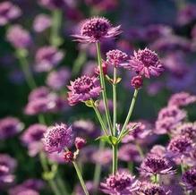 Astrantia major 'Ruby Cloud' Astrantia major 'Ruby Cloud'