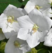 Campanula Pristar™ White Campanula Pristar™ White