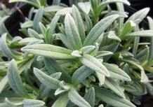 Cerastium tomentosum Cerastium tomentosum