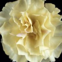 Dianthus 'Hellow Yellow' Dianthus 'Hellow Yellow'