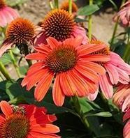 Echinacea Sombrero® 'Tango Tangerine' Echinacea Sombrero® 'Tango Tangerine'