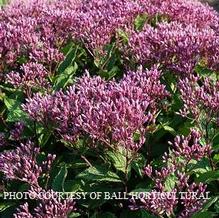 Eupatorium Euphoria™ Ruby Eupatorium Euphoria™ Ruby