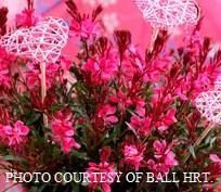 Gaura Gaudi® Red Gaura Gaudi® Red