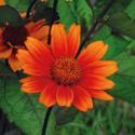 Heliopsis 'Bleeding Hearts' Heliopsis 'Bleeding Hearts'