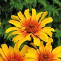 Heliopsis 'Burning Hearts' Heliopsis 'Burning Hearts'