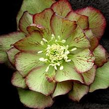 Helleborus Winter Jewels® 'Jade Tiger' Helleborus Winter Jewels® 'Jade Tiger'
