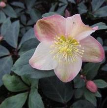 Helleborus 'Mahogany Snow' Helleborus 'Mahogany Snow'
