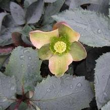 Helleborus 'Monte Cristo' Helleborus 'Monte Cristo'