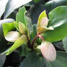 Helleborus Ice N Roses® 'Pictoee' Helleborus Ice N Roses® 'Pictoee'