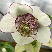 Helleborus Winter Jewels® 'Picotee Pearl' Helleborus Winter Jewels® 'Picotee Pearl'