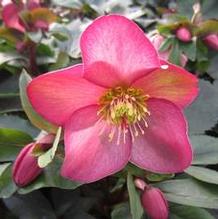 Helleborus Ice N Roses® 'Rose' Helleborus Ice N Roses® 'Rose'