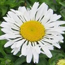 Leucanthemum Ooh La™ Lacrosse Leucanthemum Ooh La™ Lacrosse