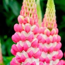 Lupinus 'Rachel de Thame' Lupinus 'Rachel de Thame'
