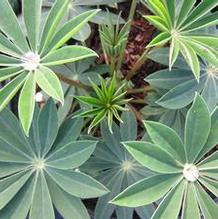 Lupinus Staircase™ Mix Lupinus Staircase™ Mix