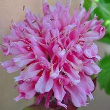 Monarda Marje® Pink Monarda Marje® Pink
