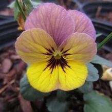 Viola Celestial™ Twilight Viola Celestial™ Twilight