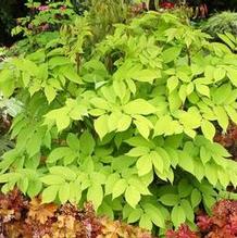 Aralia cordata 'Sun King' Aralia cordata 'Sun King'