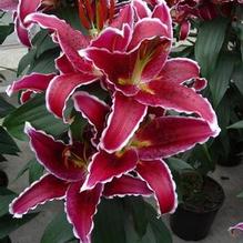 Lilium orientalis 'Sunny Grenada' Lilium orientalis 'Sunny Grenada'
