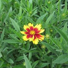 Coreopsis 'Golden Stardust' Coreopsis 'Golden Stardust'