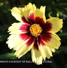 Coreopsis 'Super Star' Coreopsis 'Super Star'