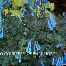 Corydalis 'Blue Heron' Corydalis 'Blue Heron'