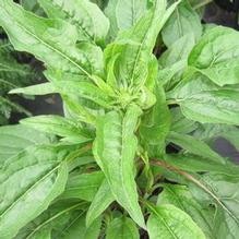 Echinacea Sombrero 'Tres Amigos' Echinacea Sombrero 'Tres Amigos'