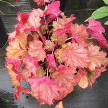 Heuchera 'Carnival Watermelon' Heuchera 'Carnival Watermelon'