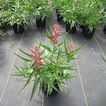 Penstemon Rock Candy® Ruby Penstemon Rock Candy® Ruby