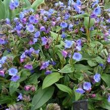 Pulmonaria 'Blue Ensign' Pulmonaria 'Blue Ensign'