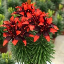 Lilium Lily Looks™ 'Tiny Ink' Lilium Lily Looks™ 'Tiny Ink'