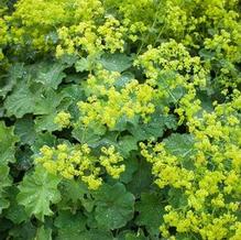 Alchemilla mollis Alchemilla mollis