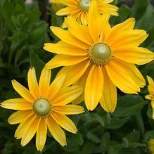 Rudbeckia 'Prairie Sun' Rudbeckia 'Prairie Sun'